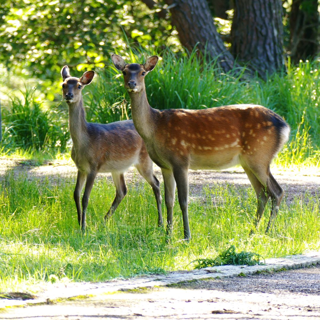 two deer standing in grass