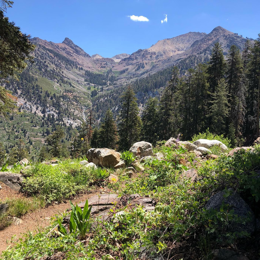 2-sequoia.jpg