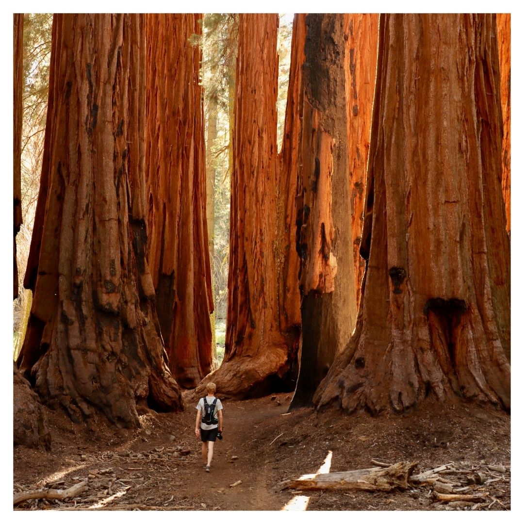 person walking around Sequoia trees